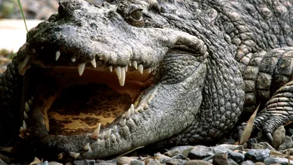 Vrei să înoți alături de crocodili? Acum este posibil, în acest parc de distracții