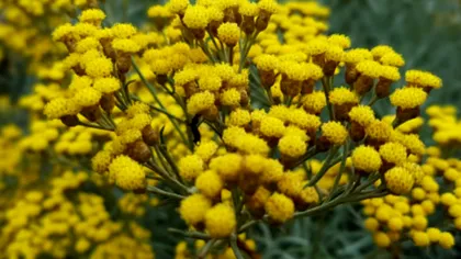 Imortelele. Florile care rezistă iarna în vază. Tot ce trebuie să știi despre ele