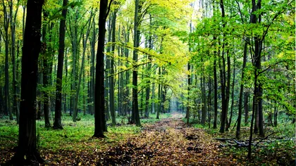 Cea mai horror pădure din lume e în România. Turiștii vin să vadă cel mai înfricoșător loc de pe planetă