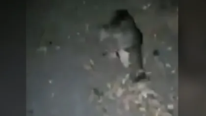 Criminal la 16 ani. Ce i-a făcut un băiat unei pisici, găsite de el în Parcul Clăbucet din Timișoara