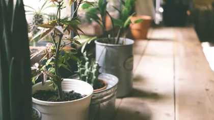 Cele 2 plante pe care trebuie să le ai în casă. Nu ai habar cât de benefice sunt