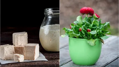 A pus drojdie în ghiveciul cu flori și a rămas uimit a doua zi. Ce s-a întâmplat cu plantele