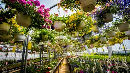 Afaceri cu flori în solarii - cât trebuie să investești, cât este de muncă și la ce profit poți spera