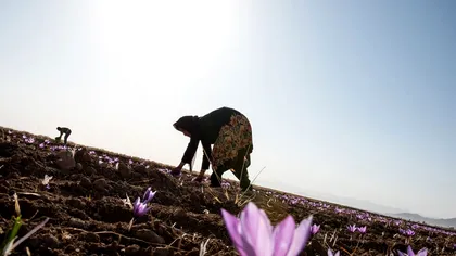 Aurul roșu. Planta minune care te poate îmbogăți peste noapte. Un kilogram costă 30.000 de euro