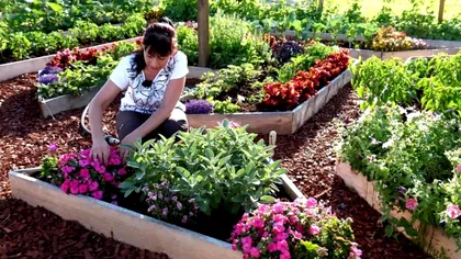 Ce a descoperit o femeie în grădina ei: ”Mă privea cu cei 8 ochi ai săi. E special”