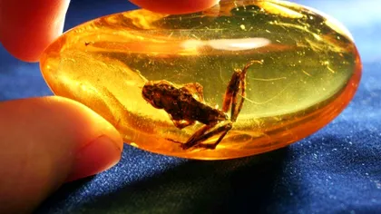 Descoperire veche de 54 de milioane de ani. Ce creatură a fost conservată perfect, de zici că e vie