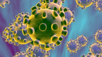 Noul coronavirus descoperit acum. Se transmite printr-un animal pe care milioane de români îl au lângă casă
