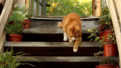 Plante toxice pentru câini și pisici. Nu trebuie să le ții în casă, sub nicio formă!