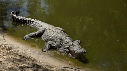 Un pescar a prins un aligator în ac. Ce s-a întâmplat apoi, în câteva minute, e ireal