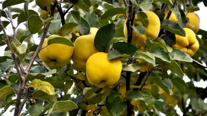 Rețete de gutui umplute cu carne. 3 moduri delicioase de a le prepara