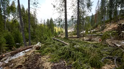 Ce se întâmplă în pădurile din România, de la 1 noiembrie. Anunțul mult așteptat de toți românii