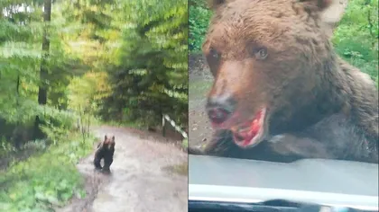 Autoritățile sunt în alertă. Un urs rănit și agresiv umblă prin stațiunile de pe Valea Prahovei. Animalul a atacat un grup de oameni și a mușcat din mașini