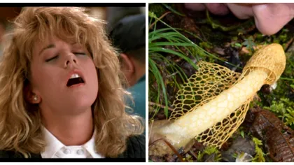 Ciuperca râvnită de toate femeile din lume. Secretul ei halucinant: ce pățesc când o miros