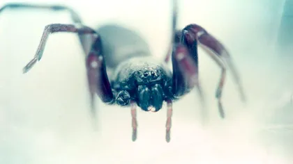 Câți păianjeni înghit oamenii pe an, în somn. Cifra e destul de mare