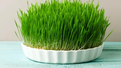 Grâu la încolțit de Sfântul Andrei - cum se pune și când ar trebui să răsară