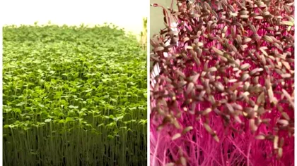 Noul trend culinar care a înnebunit românii. Ce au început să consume, zilnic