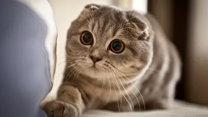 Pisica Scottish Fold - 3 lucruri pe care trebuie să le știi despre această rasă VIDEO