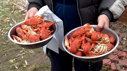 Crescătorii de raci cu fonduri europene - toate detaliile despre această afacere rară