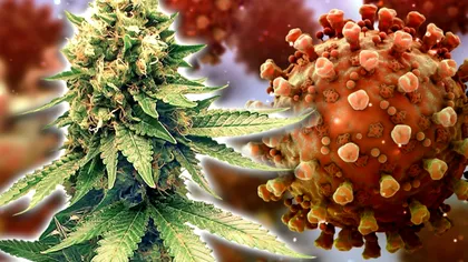 Legătura stranie dintre canabis și covid-19. Ce descoperire uimitoare au făcut cercetătorii