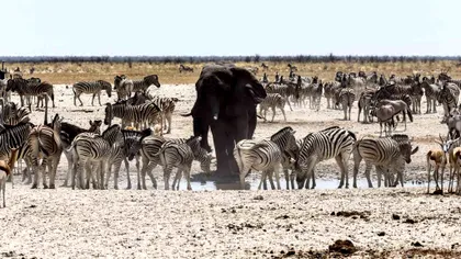 Țara care își vinde animalele din cauza secetei. Ce acuzații grave i s-a adus, de fapt