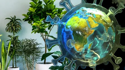 Plantele care îți întăresc imunitatea în pandemie. Toți românii ar trebui să le consume