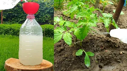 A pus drojdie cu apă și zahăr la rădăcina plantelor. Ce s-a întâmplat în doar 5 zile l-a uimit total