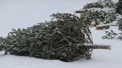 Ce să faci cu bradul de Crăciun după ce au trecut sărbătorile de iarnă. 8 idei deștepte