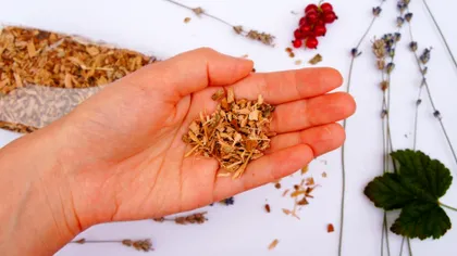 Ceaiul de scoarță de stejar, o băutură cu puteri nebănuite. Cum se prepară corect, de fapt