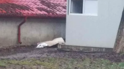 Femeie moartă, abandonată ore întregi în curtea Spitalului Județean Botoșani: ”Păreau cuprinși de nepăsare”