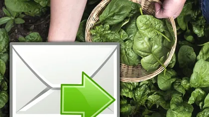 Spanacul va trimite e-mailuri în viitorul apropiat. Ce date importante ne va raporta, de fapt