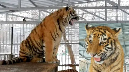 Tigrul care ‘cântă’ face senzație la zoo. Ce se aude când deschide gura, de fapt VIDEO