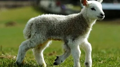Mielul cu 5 picioare care s-a născut în Suceava. Veterinarul explică ce a produs anomalia, de fapt
