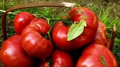 Ce se întâmplă cu legumele României. Vești dramatice direct de la fermieri