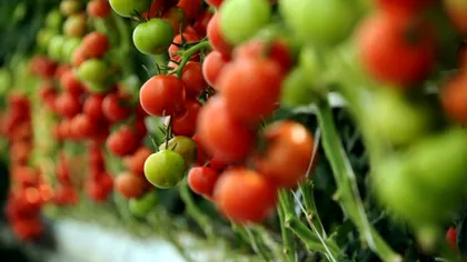 Cât va costa 1 kg de roșii care ascultă muzică în sere. Vești proaste pentru români