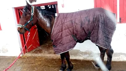 Gest inuman în Ilfov. Un bărbat și-a înhămat calul la căruță și l-a incendiat. Ce au decis autoritățile