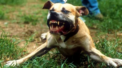 Copil de patru ani, atacat și mușcat de un câine de luptă lăsat liber. Micuțul a fost transportat de urgență la spital