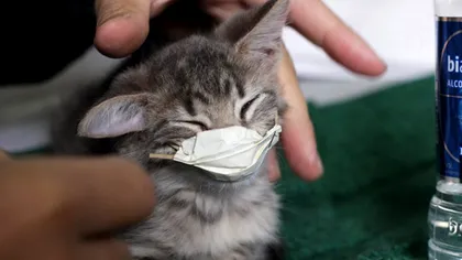 Autoritățile au făcut anunțul. Iubitorii de animale, în alertă! Pisică, testată pozitiv cu noua tulpină britanică Covid-19