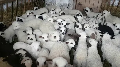 Cerere uriașă pentru carnea de miel din Botoșani. Lista de așteptare este lungă. Câți miei urmează să fie sacrificați