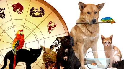 Horoscop. Ce animal de companie trebuie să ai: zodiile care preferă reptilele