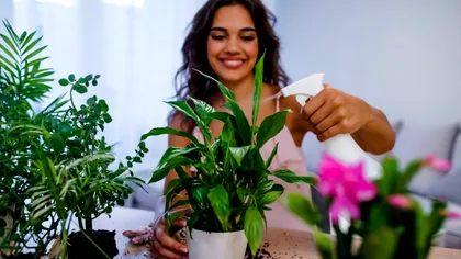 A amestecat bicarbonat de sodiu cu apă și a udat florile apoi. Ce s-a întâmplat apoi e uluitor