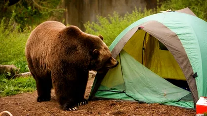 Ce trebuie să faci dacă te întâlnești cu ursul la munte. 10 sfaturi vitale de la experți