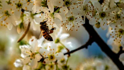 Meteo 4-19 aprilie. Schimbări drastice de temperatură. Avertisment ANM: când scăpăm de frig
