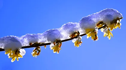 Alertă meteo ANM. Frig peste tot în România: când scăpăm de iarnă