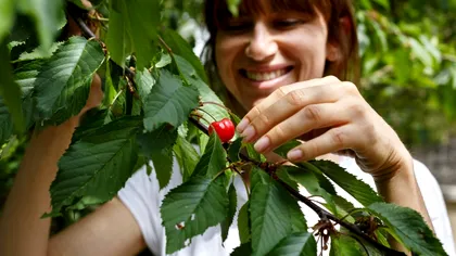 Ireal! Cât costă o singură cireașă, la piață. Prețul per kilogram îi forțează pe oameni doar să guste