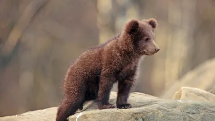 Pui de urs, găsit în curtea unei pensiuni din Bucovina. Cum a ajuns acolo