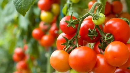 Cum grăbești coacerea roșiilor, de fapt. Trucul genial al momentului, e fără pic de chimicale