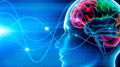 Descoperire de ultimă oră despre creierul uman. Asta explică multe despre unii oameni