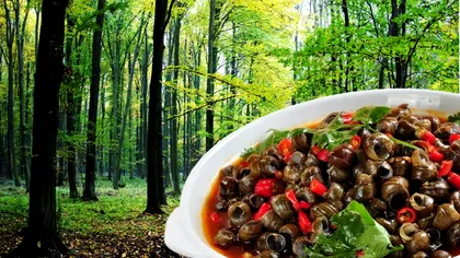 Alimentul preferat de străini și ignorat de români. Vin după el în pădurile din țară