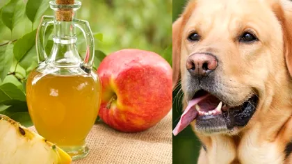 A pus oțet de mere pe frunzele legumelor, le-a lăsat în frigider și apoi le-a dat câinilor. Ce s-a întâmplat după este uimitor