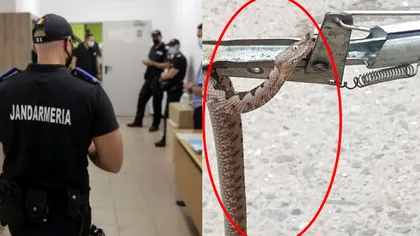 Ultima oră! Viperă, ascunsă în biroul unei instituții din Orșova. Jandarmii au intervenit de urgență